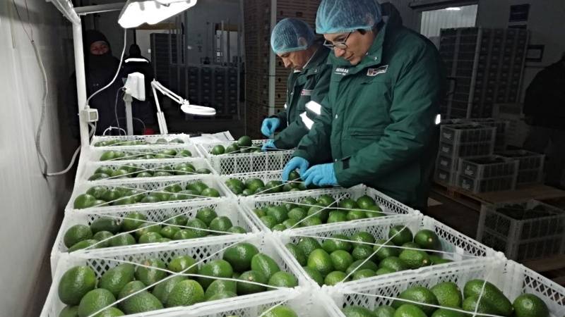 midagri frutas exportación