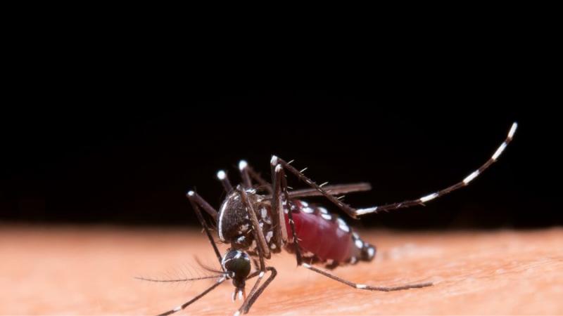 Minsa: Cinco consejos claves para prevenir el dengue