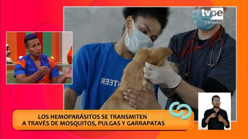 ¿Cómo afecta los hemoparásitos a las mascotas?