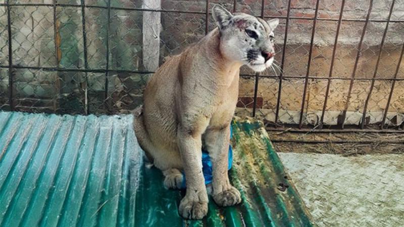 Rescatan a puma andino que merodeaba zona andina de Chincha