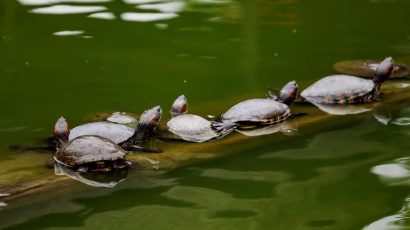 Celebra el Día Mundial de la Tortuga en el Parque de las Leyandas