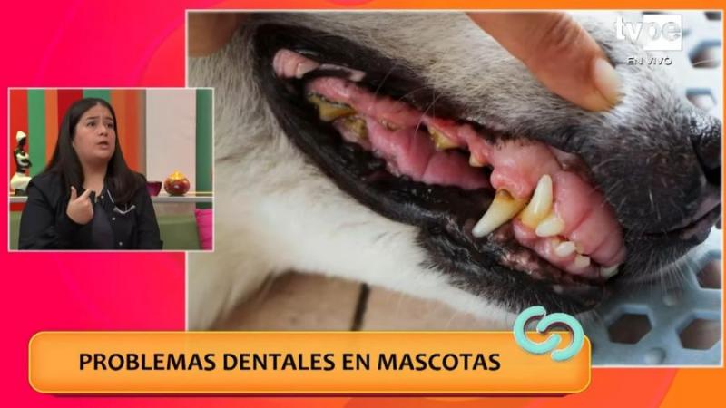 Periodontitis dental: Este es el cuidado que deben tener las mascotas para prevenir esta enfermedad