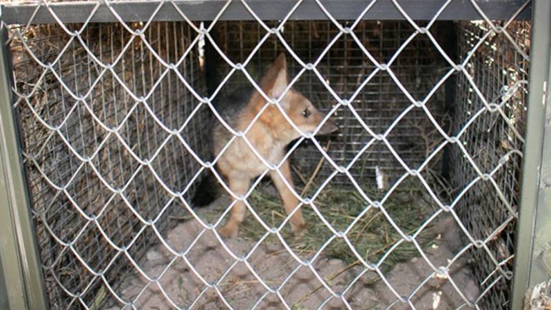 Reintroducción de zorros en Arequipa