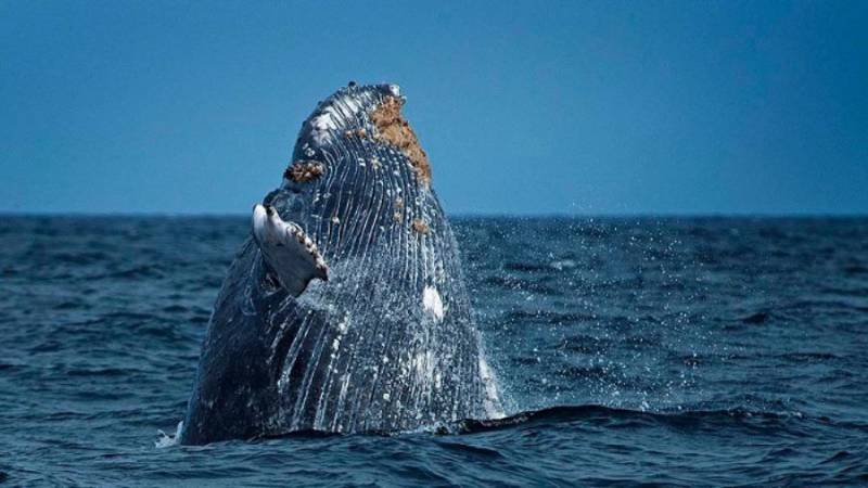 Avistamiento de ballenas jorobadas