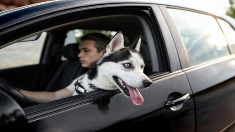 Lima intensifica fiscalización por transporte de mascotas en vehículos