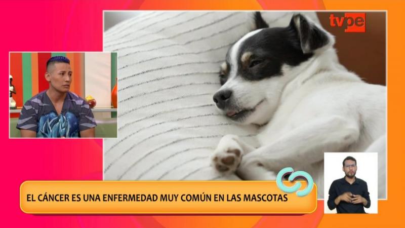Cáncer en mascotas