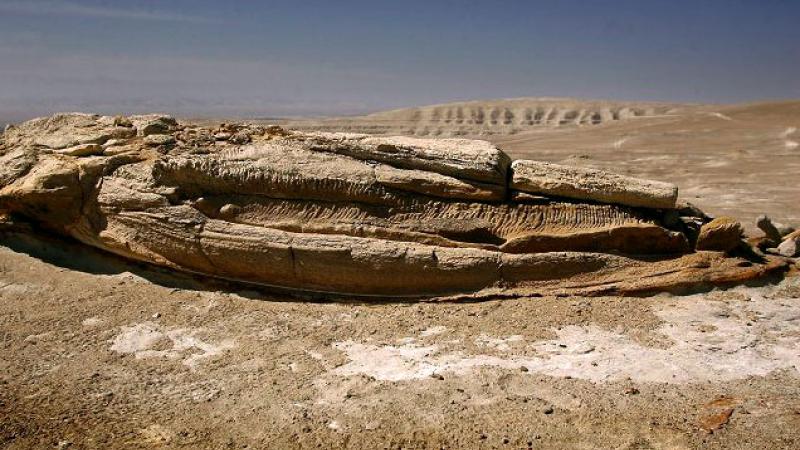 “Perucetus colossus” invasores Ocucaje