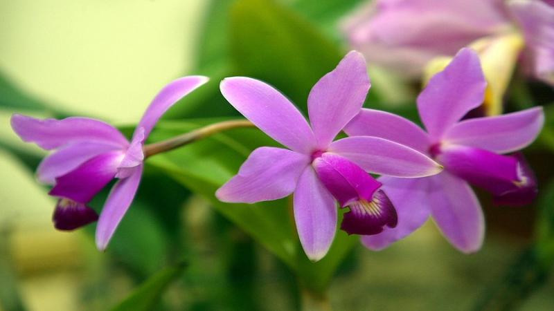 Piura presenta primer vivero de propagación de orquídeas que protege a 20  especies | TVPerú