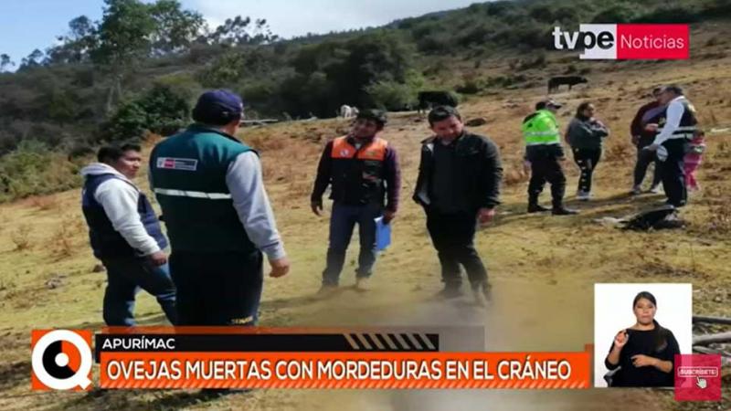 ovejas muertas en Apurímac