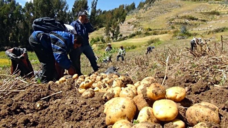 papa blanca midagri tubérculos agricultura campesinos productores