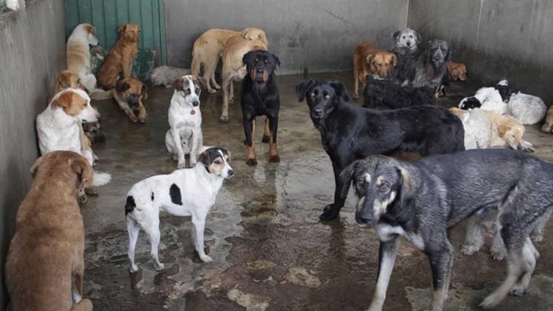 PERRITOS ABANDONADOS