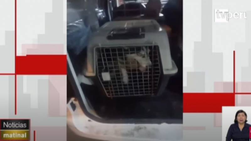 perritos en San Juan de Miraflores
