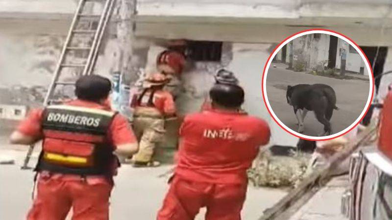 Perro ocasiona muerte a su dueña de 72 años en SJM