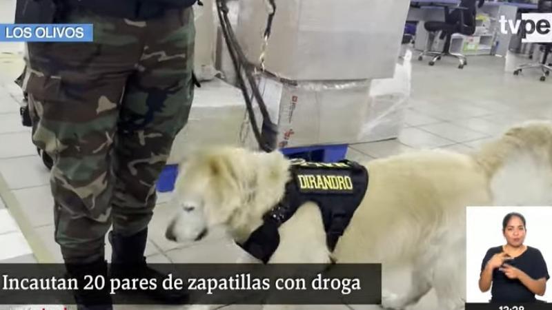 perros hallan droga