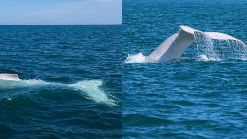 Piura avistamiento ballena ballena blanca VIDEO mar peruano
