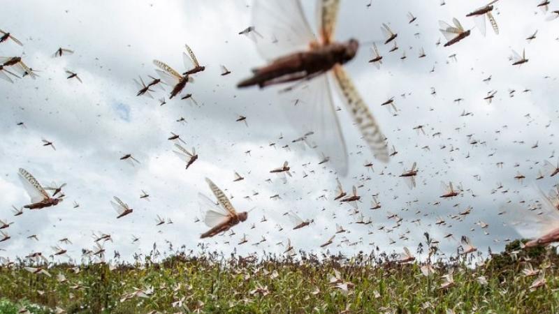 Fenómeno de El Niño: todo lo que se sabe de la ocurrencia de plagas en el Perú