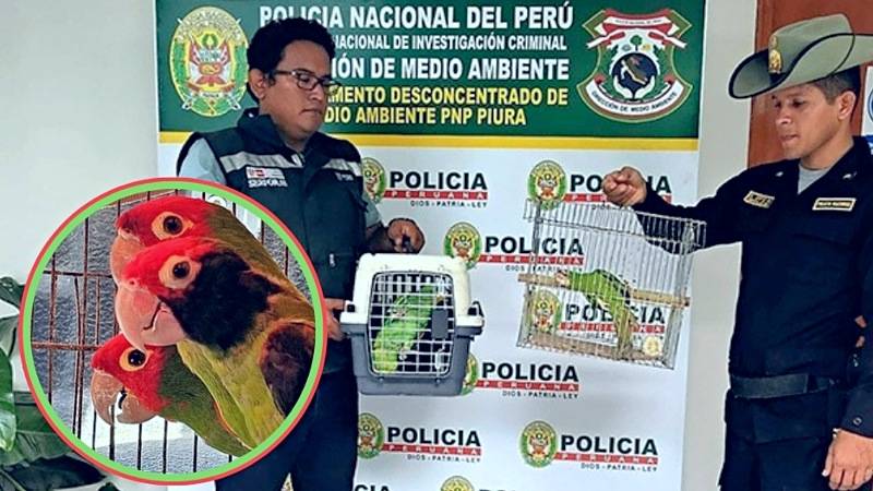 serfor loros mascotas