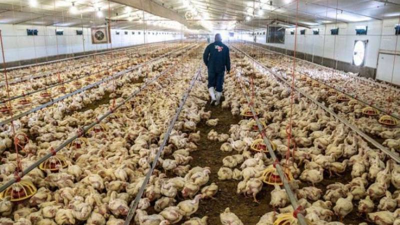 gripe aviar en Mexico  