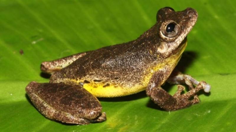 rana amazonia