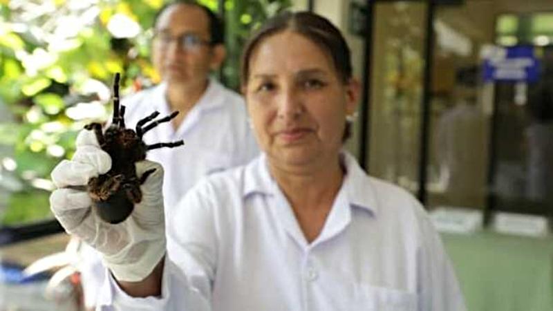 minsa serpiente araña semana santa