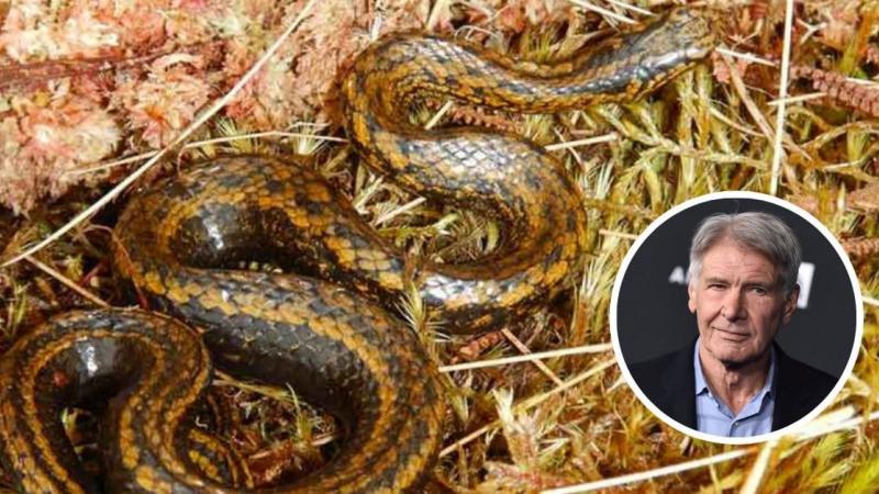 Descubren una nueva especie de serpiente en Perú y la bautizan como 