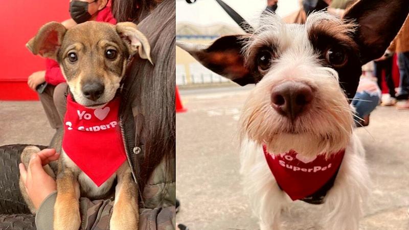 Jornada Nacional de adopción de Super Pet: Haz feliz a un perrito dándole una familia. 