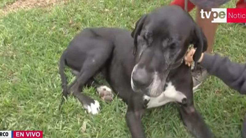 familia recupera a su perro luego de dos años