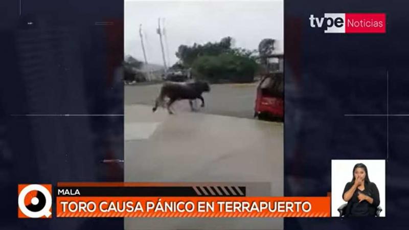 Mala: toro escapa de camal y causa pánico en terminal terrestre
