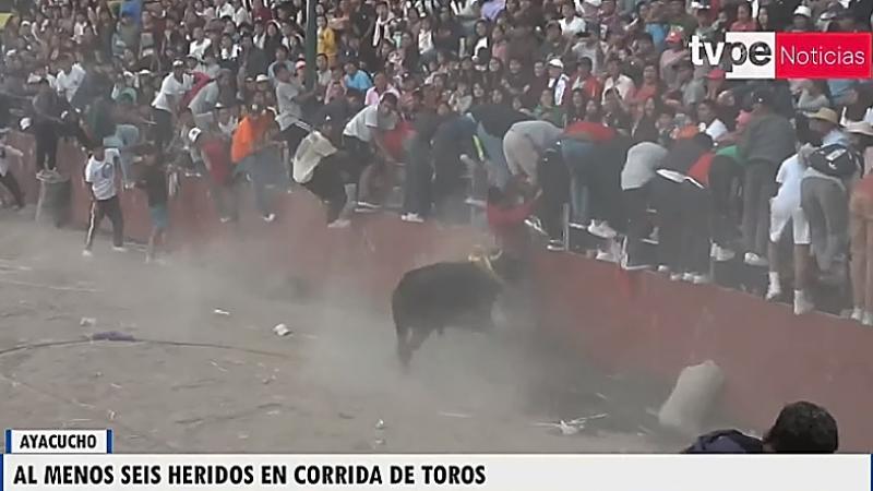 Este espectáculo tiene como costumbre que numerosos aficionados intenten torear al imponente animal. 