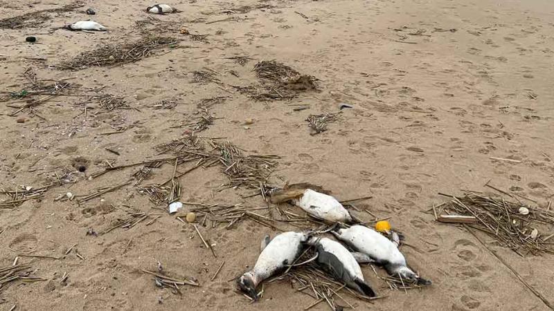 Uruguay: 2.000 pingüinos aparecen muertos en las costas del país