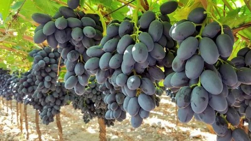 Perú se convirtió en el primer exportador de uvas en el mundo