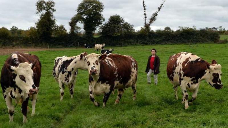 Vacas Gripe Aviar 