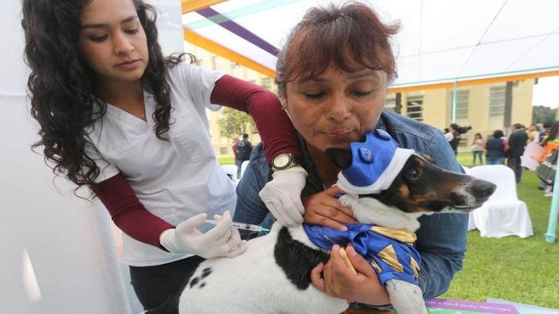 Diris Lima Centro: Más de 131 000 canes serán vacunados contra la rabia