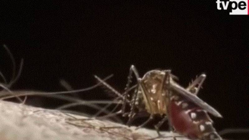 dengue