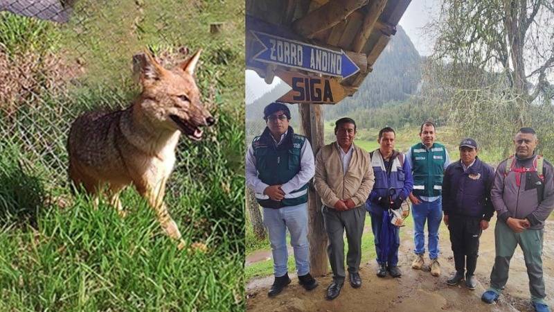 serfor zorro run run