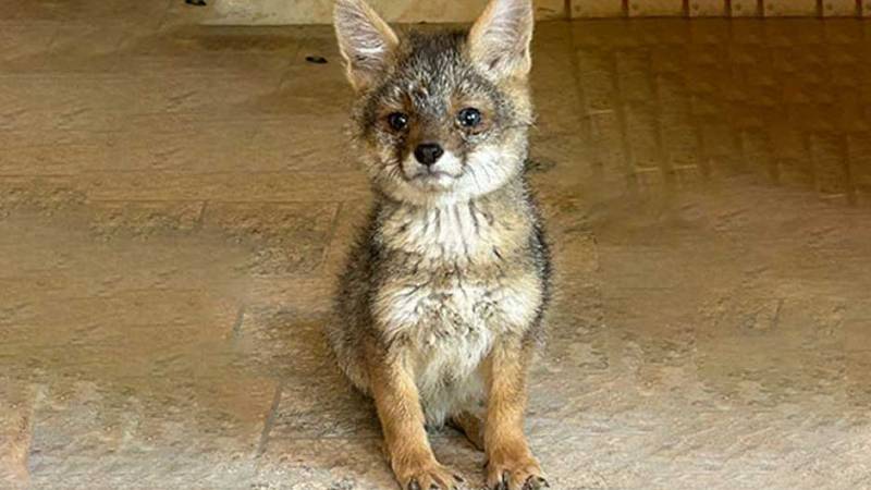 zorro costeño