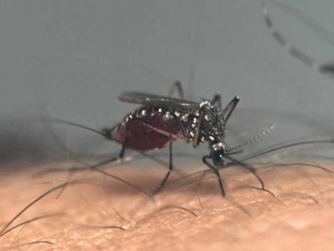 Dengue en América Latina