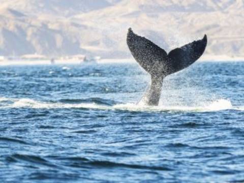 ballenas jorobadas minam turismo