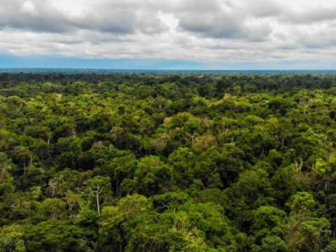 Bosques peruanos