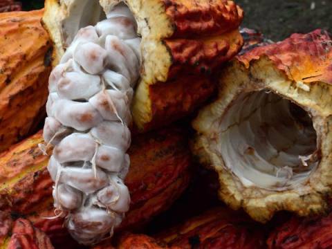 Cacao peruano