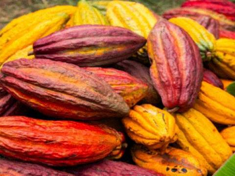 Cacao