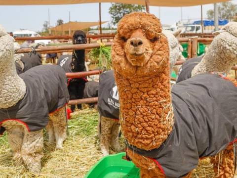 Alpacas