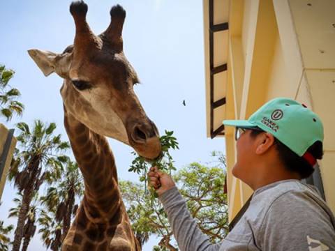 Mundo Zoo Chef y Exhibición de Lobos Marinos