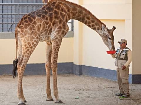 jirafa zoológico animales 