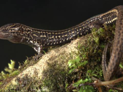 lagartija 