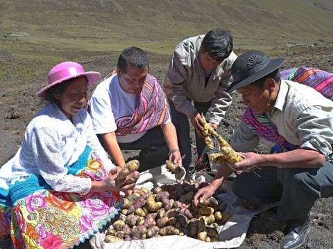 midagri cosecha cultivo