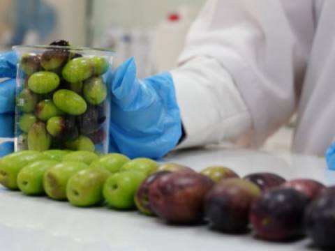 Aceitunera nacional