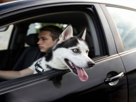 Lima intensifica fiscalización por transporte de mascotas en vehículos