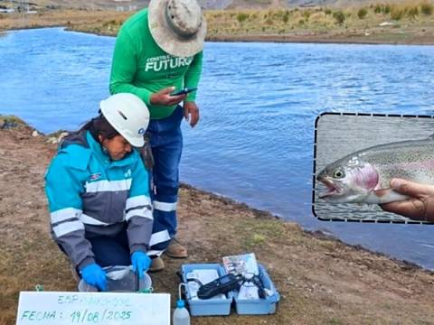 OEFA truchas minería 