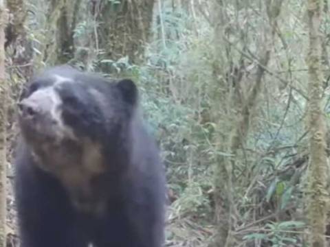 oso de anteojos